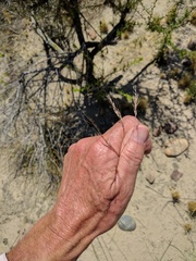 Nassella lepida