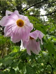 Dahlia imperialis