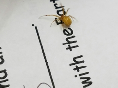 Anelosimus studiosus