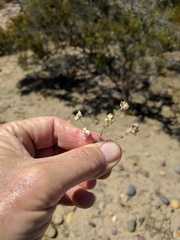 Stylocline gnaphaloides
