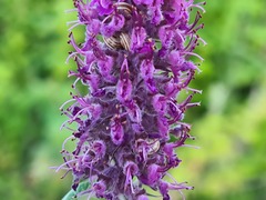 Teucrium hircanicum
