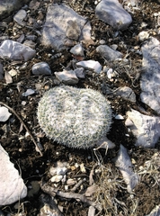 Mammillaria parkinsonii