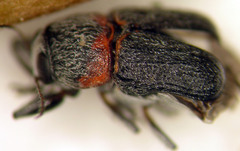 Pachybrachis thoracicus