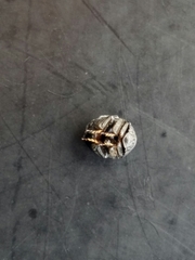 Germarostes globosus