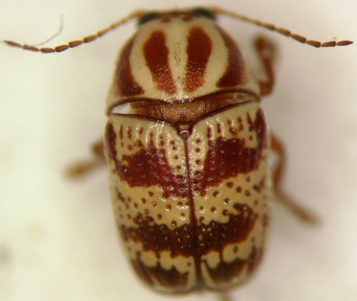 Bi-blotched Cryptocephalus photo 4