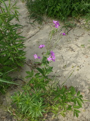 Hesperis pycnotricha