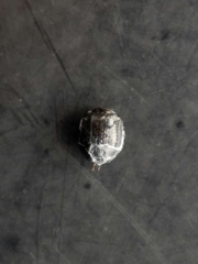 Germarostes globosus