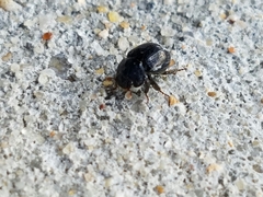 Germarostes globosus