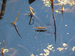 Limnoporus dissortis