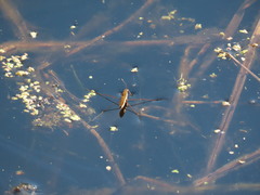 Limnoporus dissortis
