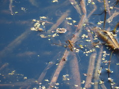Limnoporus dissortis