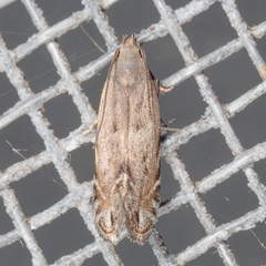 Battaristis nigratomella