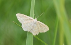 Idaea pallidata