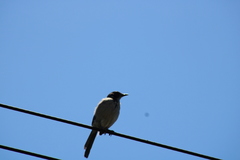 Aphelocoma californica