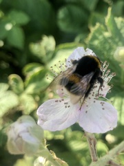 Bombus