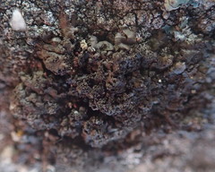 Xanthoparmelia verruculifera