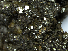 Xanthoparmelia verruculifera