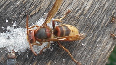 Vespa crabro germana