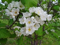 Crataegus coccinea