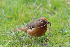 Geokichla piaggiae