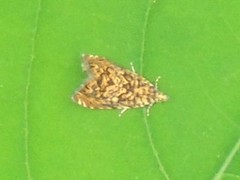 Dichrorampha leopardana