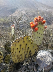 Opuntia stenopetala
