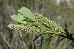 Salix waldsteiniana
