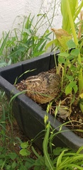 Coturnix