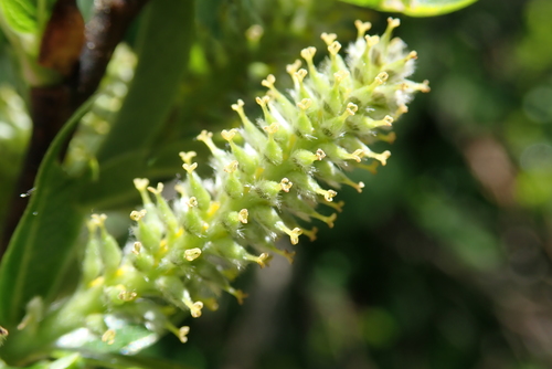 Image of Salix waldsteiniana by (c) Christian Berg, some rights reserved (CC BY)