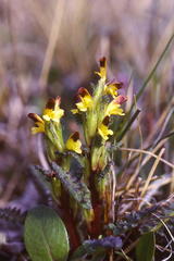 Pedicularis flammea
