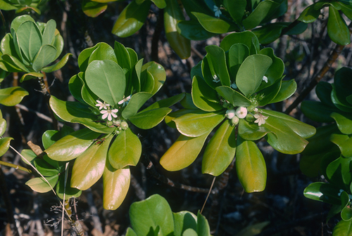 Scaevola taccada
