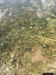 Elodea canadensis