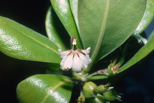 Scaevola taccada