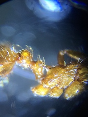 Myrmica rubra