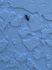Odontomyia cincta