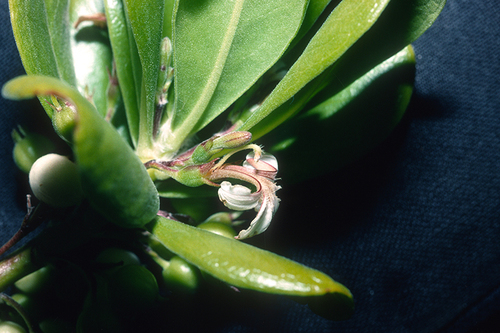 Scaevola taccada