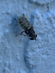 Odontomyia cincta