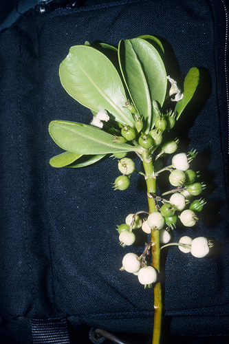 Scaevola taccada