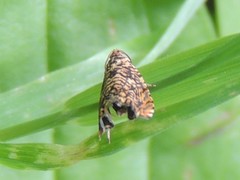 Dichrorampha leopardana