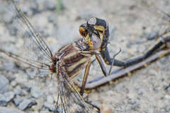 Phanogomphus spicatus