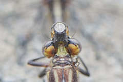 Phanogomphus spicatus