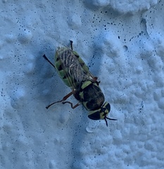 Odontomyia cincta