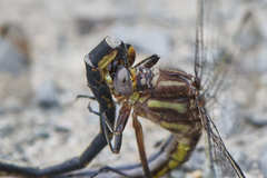 Phanogomphus spicatus