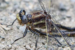 Phanogomphus spicatus