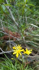 Dolichoglottis lyallii
