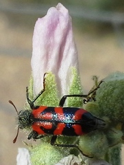 Trichodes ornatus