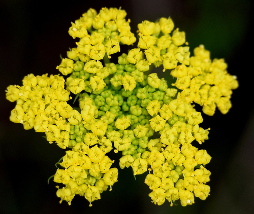 Harbouria trachypleura (A.Gray) J.M.Coult. & Rose