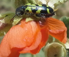 Trichodes ornatus