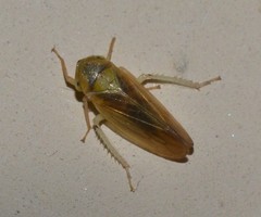 Macropsis
