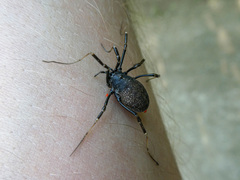 Egaenus convexus